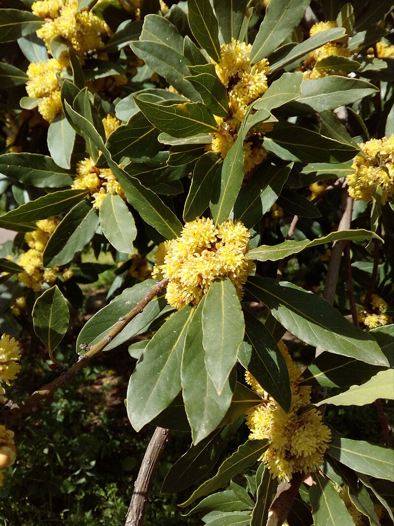 Photo by Ανώνυμος Βικιπαιδιστής - Own work, CC BY-SA 3.0, https://commons.wikimedia.org/w/index.php?curid=67441243